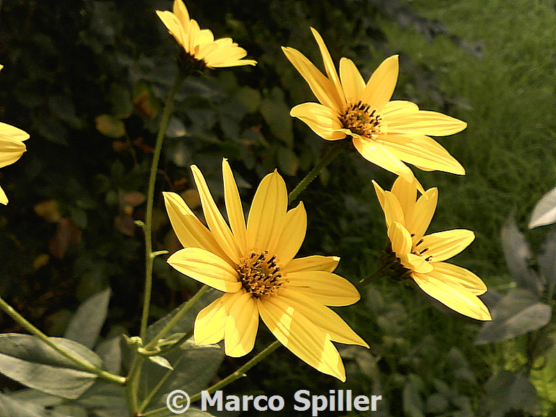 Helianthus tuberosus - topinambur